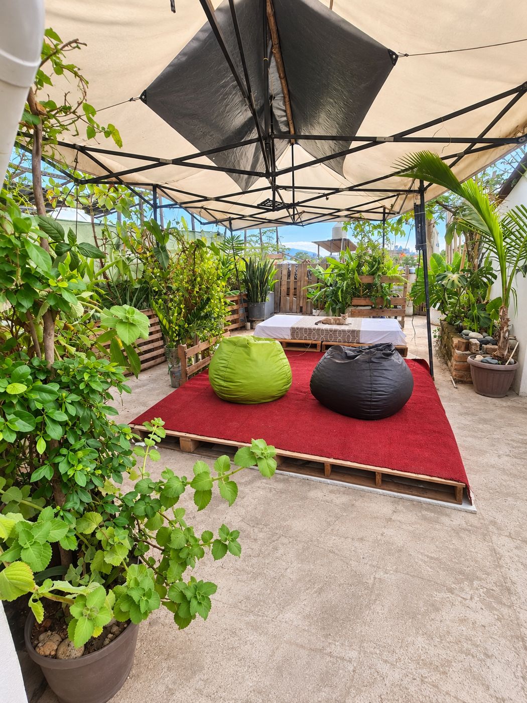 Terraza de Jungle Studio rodeada de vegetación